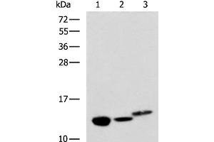 Western blot analysis of Rat kidney tissue Mouse liver tissue and Human fetal liver tissue lysates using RIDA Polyclonal Antibody at dilution of 1:600 (HRSP12 抗体)