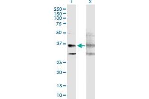 Western Blot analysis of GPRC5A expression in transfected 293T cell line by GPRC5A MaxPab polyclonal antibody. (GPRC5A 抗体  (AA 1-357))