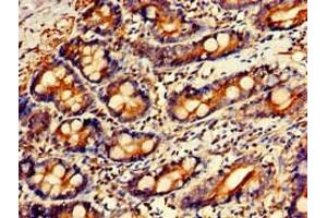 Immunohistochemistry of paraffin-embedded human small intestine tissue using ABIN7154264 at dilution of 1:100 (GPC1 抗体  (AA 342-530))