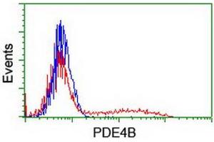 HEK293T cells transfected with either RC211956 overexpress plasmid (Red) or empty vector control plasmid (Blue) were immunostained by anti-PDE4B antibody (ABIN2454984), and then analyzed by flow cytometry. (PDE4B 抗体)