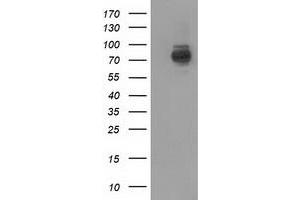 Image no. 1 for anti-phosphoinositide-3-Kinase Adaptor Protein 1 (PIK3AP1) antibody (ABIN1496829)
