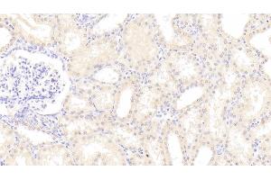 Immunohistochemistry (IHC) image for anti-Cytochrome C Oxidase Subunit IV Isoform 1 (COX4I1) (AA 1-169) antibody (ABIN7441013)