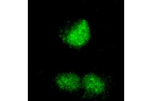 Immunofluorescence (IF) image for anti-REST Corepressor 3 (RCOR3) (AA 445-495) antibody (ABIN7455241) (RCOR3 抗体  (AA 445-495))