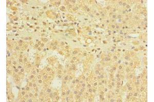 Immunohistochemistry of paraffin-embedded human adrenal gland tissue using ABIN7150013 at dilution of 1:100 (DIS3L 抗体  (AA 1-300))