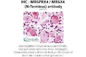 Image no. 1 for anti-MAS-Related GPR, Member X4 (MRGPRX4) (Extracellular Domain), (N-Term) antibody (ABIN1737080)