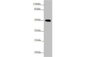 Western blot All lanes: L2HGDH antibody at 4. (L2HGDH 抗体  (AA 1-220))