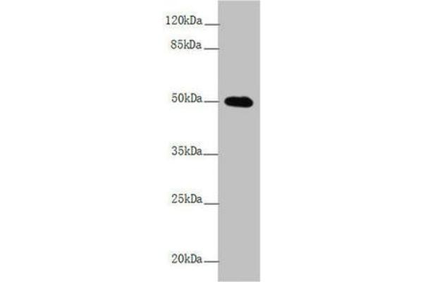 L2HGDH anticorps  (AA 1-220)