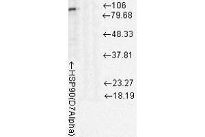 Western Blotting rat tissue lysates, 10ug 1 in 1000. (HSP90 抗体)