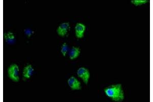 Immunofluorescence staining of Hela cells with ABIN7166241 at 1:100, counter-stained with DAPI. (UNC13B 抗体  (AA 12-215))