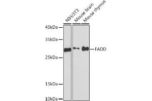 Western blot analysis of extracts of various cell lines, using FADD Rabbit mAb (ABIN7267135) at 1:1000 dilution. (FADD 抗体)