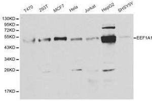 Western Blotting (WB) image for anti-Eukaryotic Translation Elongation Factor 1 alpha 1 (EEF1A1) antibody (ABIN1872428) (eEF1A1 抗体)
