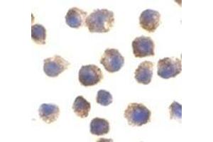 Immunocytochemical staining of RAW264. (TLR11 抗体  (C-Term))