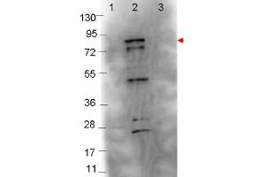 Image no. 1 for anti-Flagellin (FliC) antibody (ABIN1101555) (Flagellin 抗体)