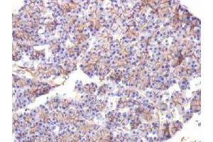 IHC testing of FFPE rat pancreas with Spectrin beta III antibody (clone SPTBN2/1584). (Spectrin, Beta, Non-erythrocytic 2 (SPTBN2) (AA 356-475) 抗体)