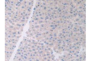 Figure. (ATF6 抗体  (AA 1-377))