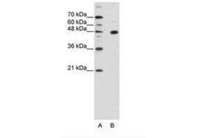 Image no. 1 for anti-PR Domain Containing 12 (PRDM12) (AA 288-337) antibody (ABIN202352) (PRDM12 抗体  (AA 288-337))