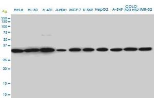 SUPT3H monoclonal antibody (M01A), clone 1A6 Western Blot analysis of SUPT3H expression in HeLa . (SUPT3H/SPT3 抗体  (AA 1-328))