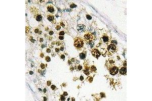 Immunohistochemical analysis of MRG15 staining in human testis formalin fixed paraffin embedded tissue section. (MORF4L1 抗体)