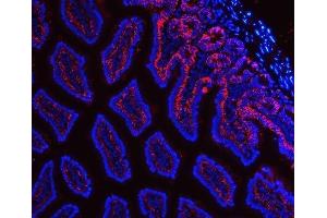 IF analysis of Tspan-8/Tspan8 using anti-Tspan-8/Tspan8 antibody (ABIN7599681). (Tspan-8 抗体  (AA 108-203))