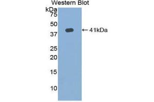 Western Blotting (WB) image for anti-Hemochromatosis Type 2 (Juvenile) (HFE2) (AA 41-386) antibody (ABIN1859169) (HFE2 抗体  (AA 41-386))