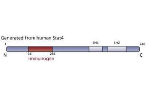 Image no. 2 for anti-Signal Transducer and Activator of Transcription 4 (STAT4) (AA 136-258) antibody (ABIN968254) (STAT4 抗体  (AA 136-258))
