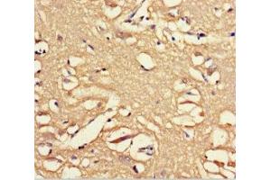 Immunohistochemistry of paraffin-embedded human brain tissue using ABIN7162243 at dilution of 1:100