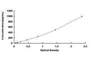 ELISA image for KIT Ligand (KITLG) ELISA Kit (ABIN413963)