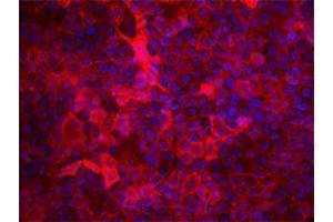 Immunofluorescence (IF) image for anti-CD9 (CD9) antibody (ABIN2664871) (CD9 抗体)