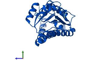 Protein Structure (PS) image for Carbonyl Reductase 4 (CBR4) (AA 1-236) protein (His tag) (ABIN7559999)