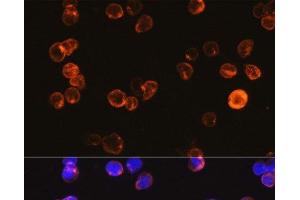 Immunofluorescence analysis of Jurkat cells using CD3E Antigen Polyclonal Antibody at dilution of 1:100.