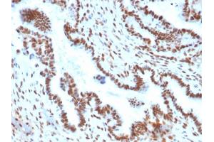 Immunohistochemistry (IHC) image for anti-Transducin-Like Enhancer of Split 1 (E(sp1) Homolog, Drosophila) (TLE1) (AA 175-338) antibody (ABIN6940747)