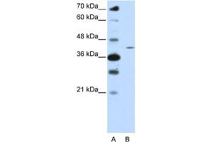 WB Suggested Anti-ZNF488 Antibody Titration:  0. (ZNF488 抗体  (N-Term))