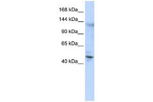 Western Blotting (WB) image for anti-Zinc Finger Protein 197 (ZNF197) antibody (ABIN2458344) (ZNF197 抗体)