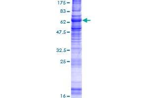 NPY2R Protein (AA 1-381) (GST tag)