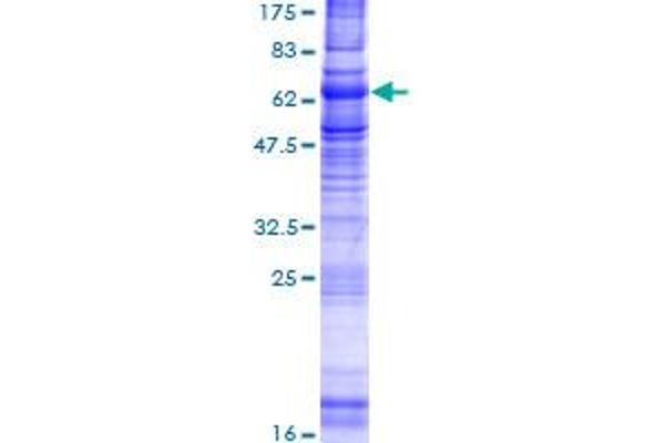 NPY2R Protein (AA 1-381) (GST tag)