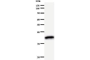Western Blotting (WB) image for anti-POU Domain, Class 2, Transcription Factor 1 (POU2F1) antibody (ABIN930911) (POU2F1 抗体)