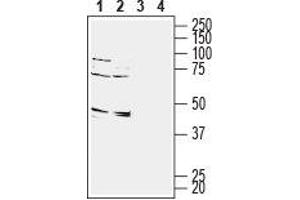 Western blot analysis of rat (lanes 1 and 3) and mouse (lanes 2 and 4) brain membranes: - 1,2. (GPR65 抗体  (Extracellular))
