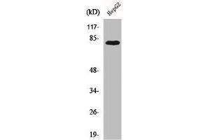 Western Blot analysis of 293 cells using Adducin γ Polyclonal Antibody (ADD3 抗体  (Internal Region))