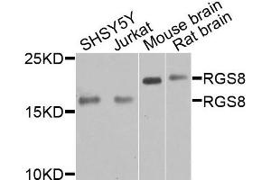 Western blot analysis of extracts of various cells, using RGS8 antibody. (RGS8 抗体)