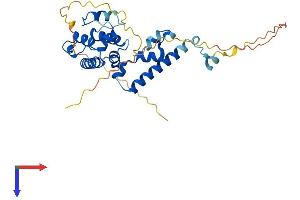 AlphaFold protein structure predicition of Human Recombinant SPATA4 Protein, UniprotID Q8NEY3