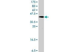 Western Blotting (WB) image for anti-Solute Carrier Family 30 (Zinc Transporter), Member 5 (SLC30A5) (AA 1-118) antibody (ABIN566292)