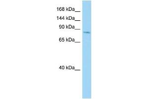 Host: Rabbit Target Name: CDH26 Sample Type: COLO205 Whole Cell lysates Antibody Dilution: 1. (CDH26 抗体  (Middle Region))