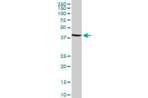 MOS MaxPab rabbit polyclonal antibody. (MOS 抗体  (AA 1-346))