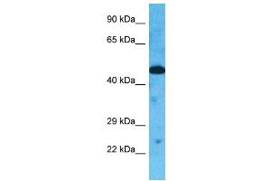 Host:  Rabbit  Target Name:  TOR3A  Sample Type:  HepG2 Whole cell lysates  Antibody Dilution:  1. (TOR3A 抗体  (Middle Region))