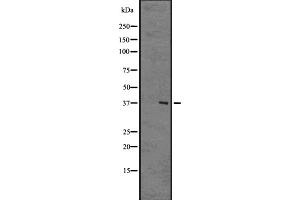 Western blot analysis of GPR8 Antibody expression in Human brain tissue lysates. (NPBWR2 抗体)