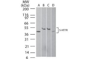 Serotonin Receptor 7 Western Blot. (HTR7 抗体  (N-Term))
