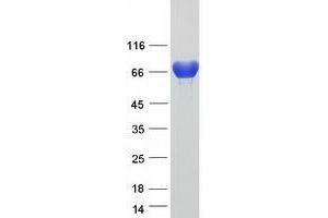 Validation with Western Blot (TGM3 Protein (Myc-DYKDDDDK Tag))