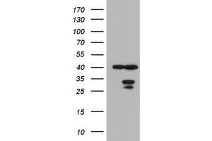 Image no. 1 for anti-Mitochondrial Translational Initiation Factor 3 (MTIF3) (AA 56-278) antibody (ABIN1491592) (MTIF3 抗体  (AA 56-278))