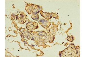 Immunohistochemistry of paraffin-embedded human placenta tissue using ABIN7145885 at dilution of 1:100 (BTN3A1 抗体  (AA 30-254))