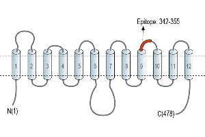 Representative domain view of the target of ABIN7885448.